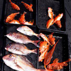 渡船屋たにぐち 釣果