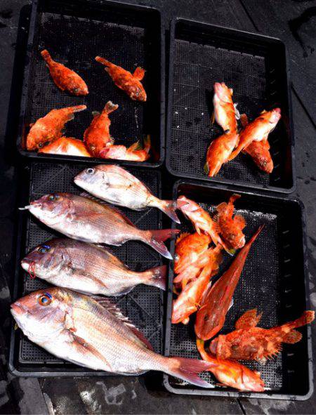 渡船屋たにぐち 釣果