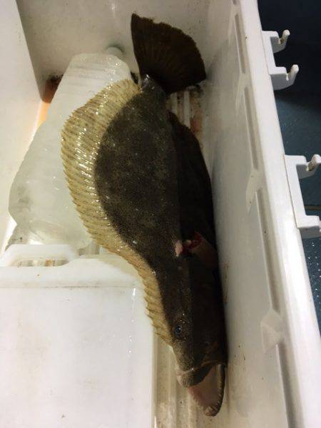 第二八坂丸 釣果