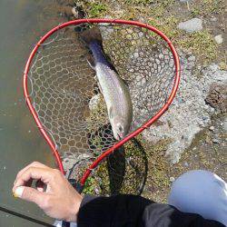 つりぼりあかし 釣果