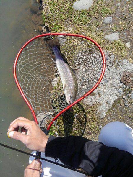 つりぼりあかし 釣果