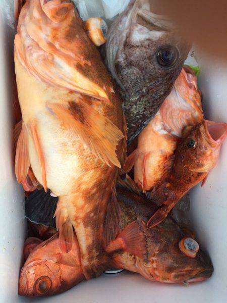 第二龍勢丸 釣果