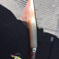 第二龍勢丸 釣果