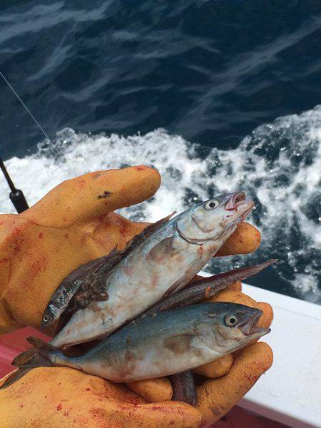 山正丸 釣果