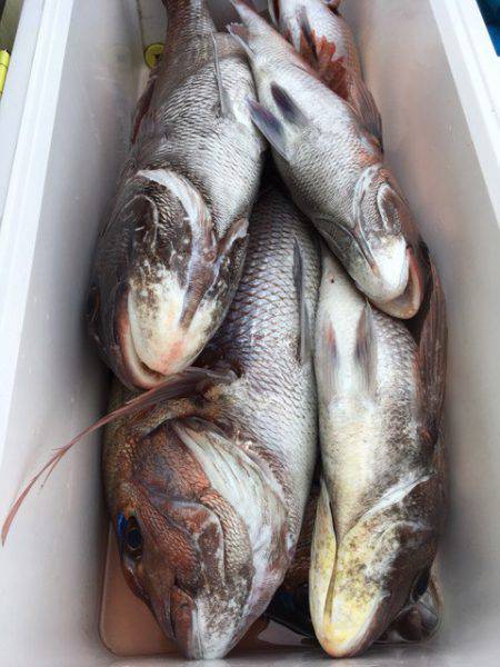 第二八坂丸 釣果