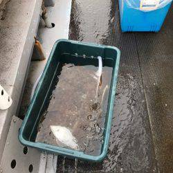 シーランチ 釣果