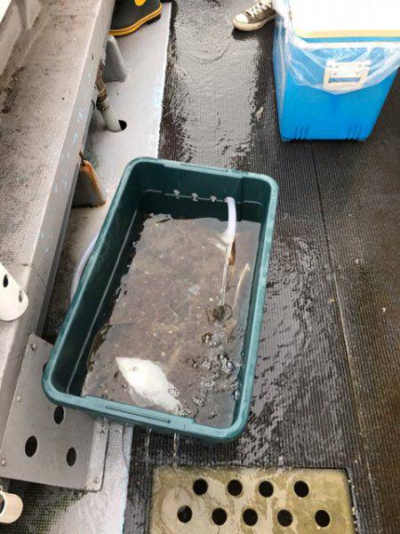 シーランチ 釣果