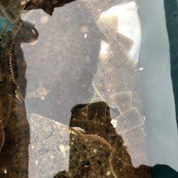 シーランチ 釣果