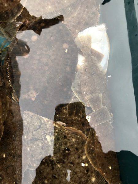 シーランチ 釣果