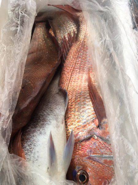 第二八坂丸 釣果