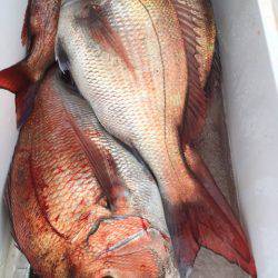 第二八坂丸 釣果