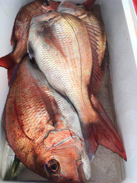 第二八坂丸 釣果