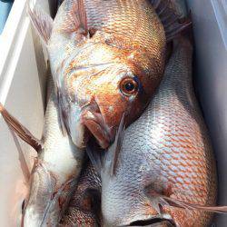 第二八坂丸 釣果