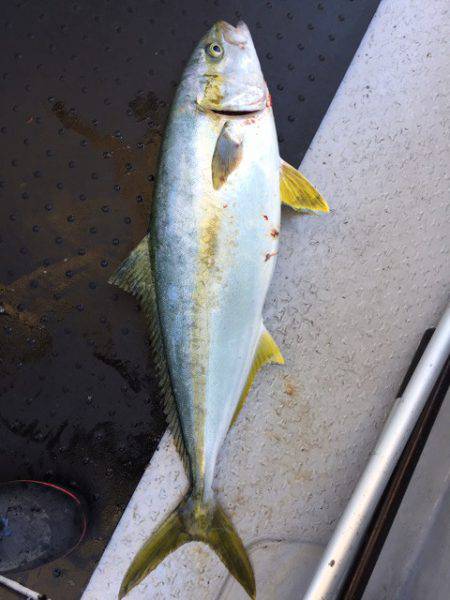 第二龍勢丸 釣果