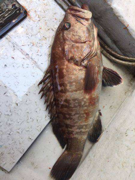 第二龍勢丸 釣果