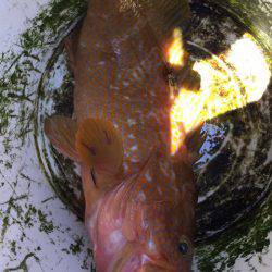 第二龍勢丸 釣果