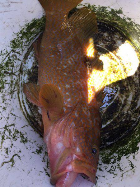 第二龍勢丸 釣果