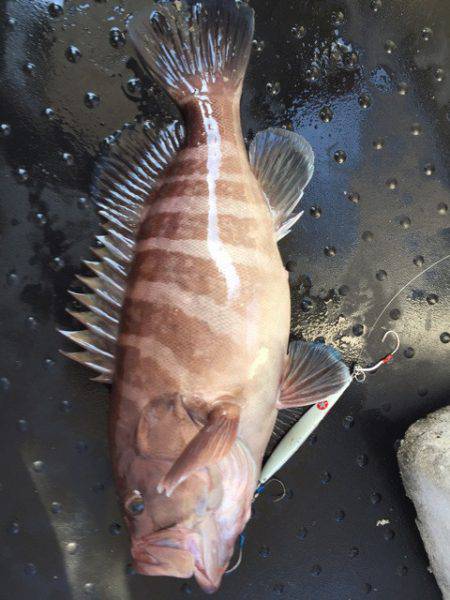 第二龍勢丸 釣果