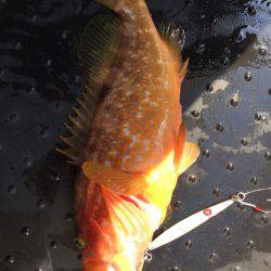 第二龍勢丸 釣果