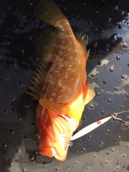 第二龍勢丸 釣果