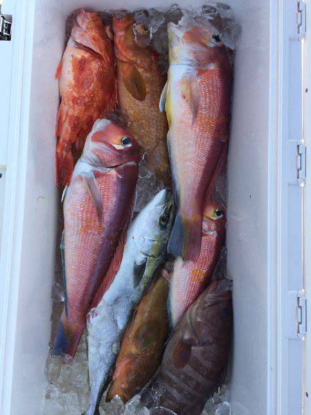 第二龍勢丸 釣果