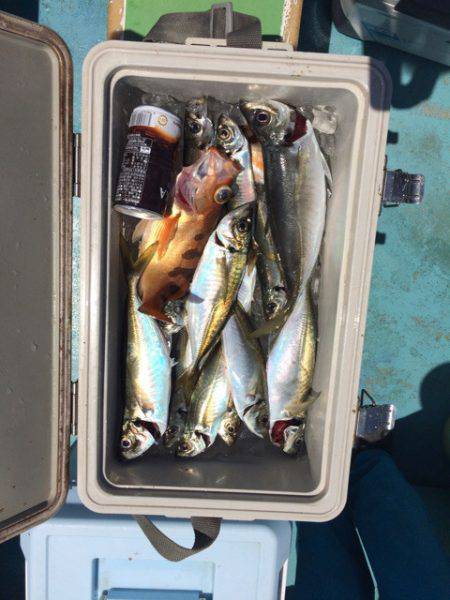 丸万釣船 釣果