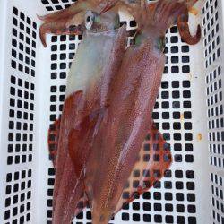 第二龍勢丸 釣果