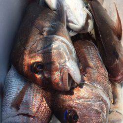 第二八坂丸 釣果