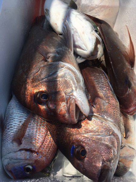 第二八坂丸 釣果