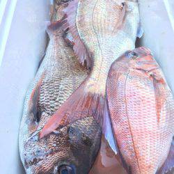 第二八坂丸 釣果