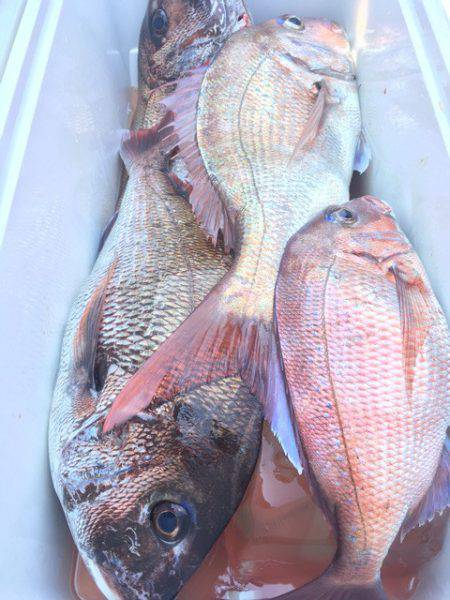 第二八坂丸 釣果