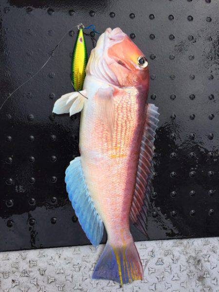 第二龍勢丸 釣果