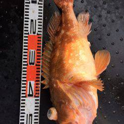 第二龍勢丸 釣果