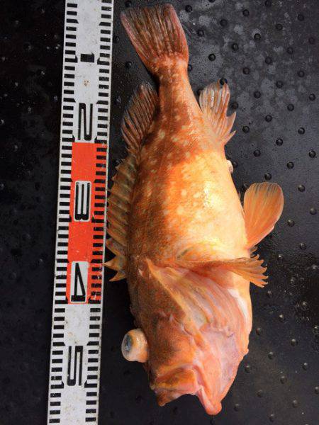 第二龍勢丸 釣果