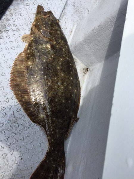 第二龍勢丸 釣果