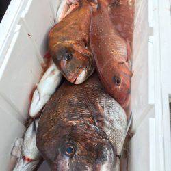 エヌスタイル 釣果