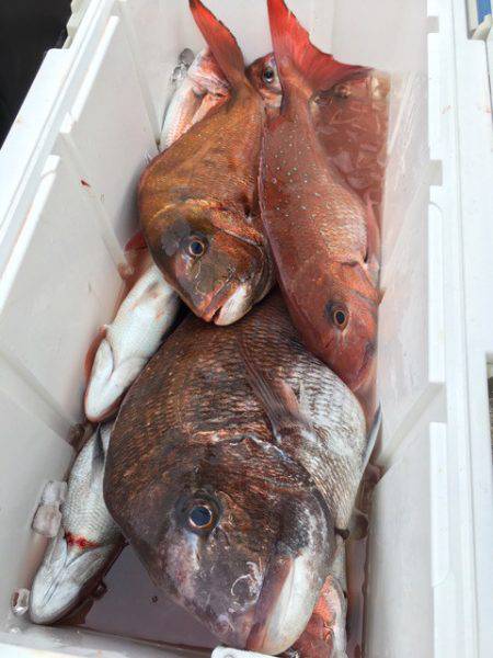 エヌスタイル 釣果