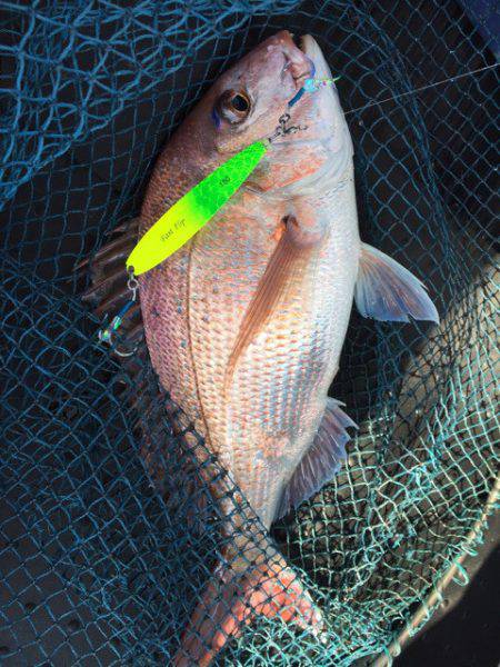 第二龍勢丸 釣果