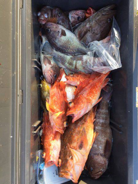 第二龍勢丸 釣果