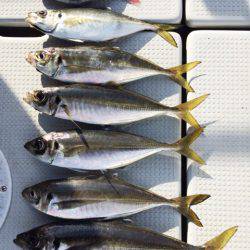 SeaRide(シーライド) 釣果