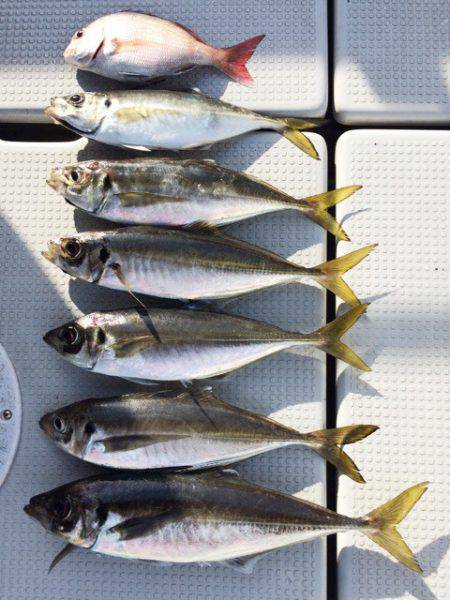 SeaRide(シーライド) 釣果