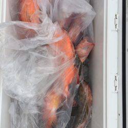 第二龍勢丸 釣果