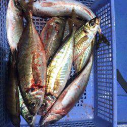 ヤザワ渡船 釣果