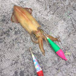 第二 海洋丸 釣果