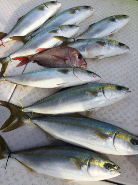 ビッグファイター 釣果