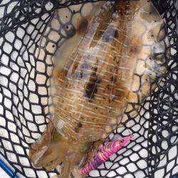 「LaGooN」蒼陽丸 日和号 釣果