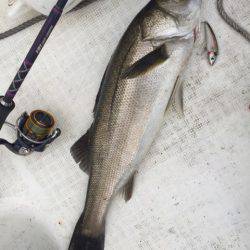 「LaGooN」蒼陽丸 日和号　 釣果