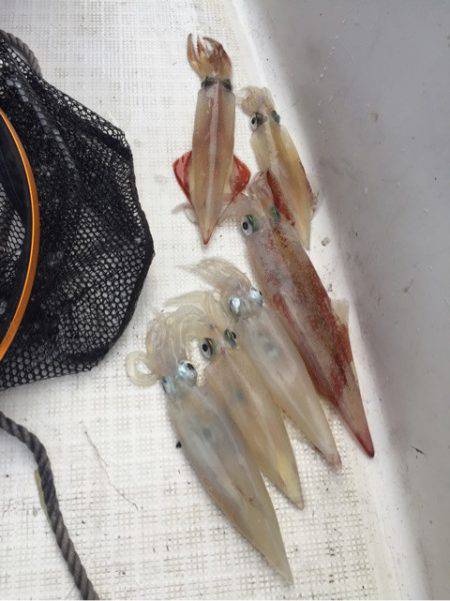 「LaGooN」蒼陽丸 日和号 釣果