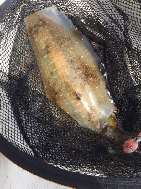 「LaGooN」蒼陽丸 日和号　 釣果