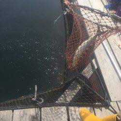 釣り堀水宝 釣果